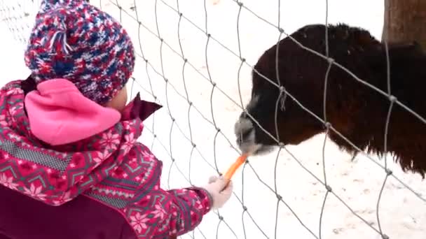 Uma menina está alimentando cenouras de animais em uma fazenda na temporada de inverno . — Vídeo de Stock