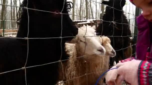 Ein kleines Mädchen füttert in der Wintersaison Möhren mit Tieren auf einem Bauernhof. — Stockvideo