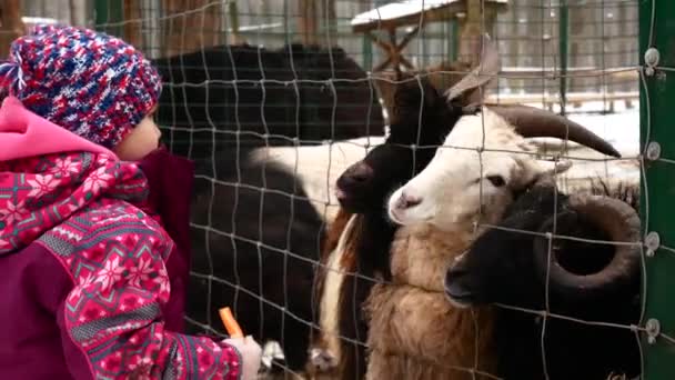 A little girl is feeding carrots of animals on a farm in the winter season. — Stock Video