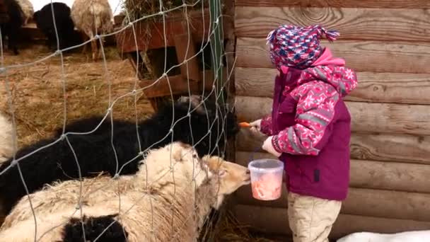 Een klein meisje is het voeden van wortelen van dieren op een boerderij in het winterseizoen. — Stockvideo