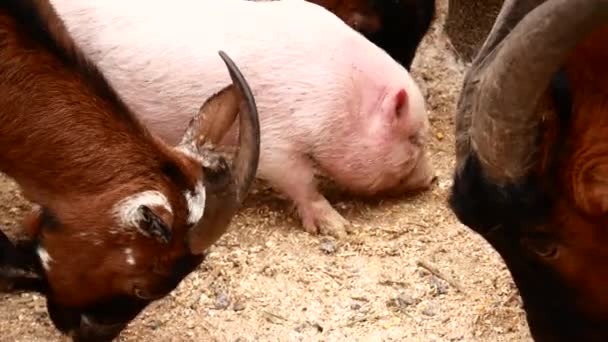 Animales de granja, caprinos y porcinos . — Vídeo de stock