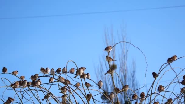 A flock of city sparrows sits on a tree branch. — Stock Video