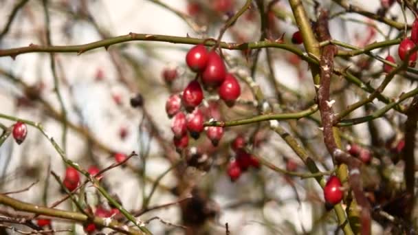 Rote Hagebutten auf einem Ast. — Stockvideo