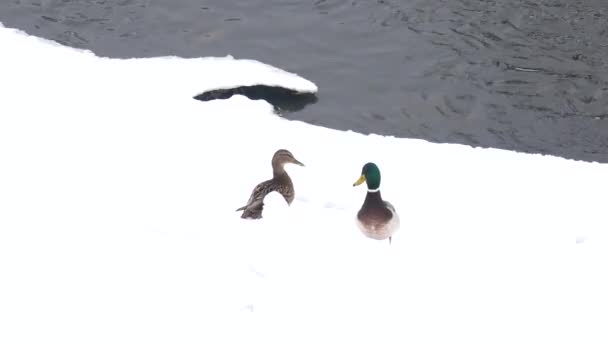 Canards sauvages en hiver près de l'eau. Oiseaux sur la glace du fleuve. La vie des animaux dans leur environnement naturel . — Video