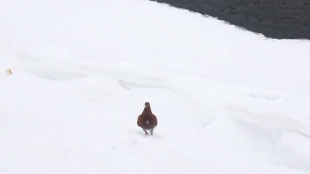 Szürke galamb galamb ül a földön, és sütkérezik a hideg fagyos nap, télen — Stock videók