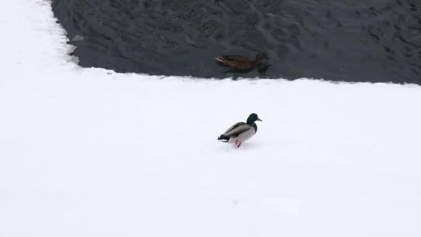 Patos salvajes en invierno cerca del agua. Pájaros en el hielo del río. La vida de los animales en su entorno natural . — Vídeos de Stock