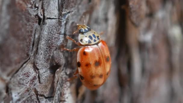 Lady Bug plíží podél kůra stromu, detail