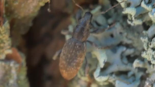 Beetle biting through the bark of a tree — Stock Video