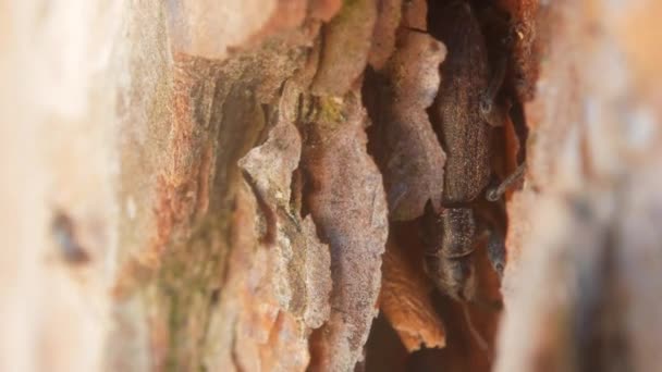 Beetle biting through the bark of a tree — Stock Video