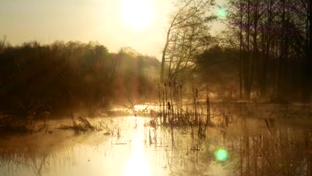 우크라이나에 호수 위에 일출입니다. 엄청나게 아름 다운 물 위에 안개 — 비디오