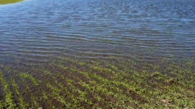 Bahar sel alanında. Agroculture