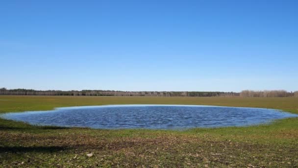 Jezero uprostřed pole pšenice — Stock video