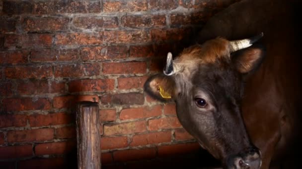 Village cow in a barn, close-up — Stock Video