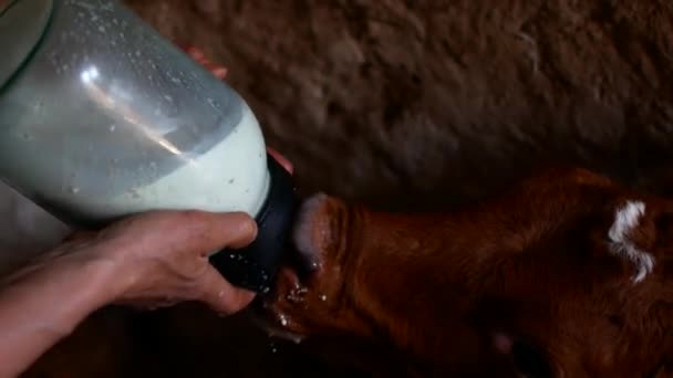 A farmer does drink milk to calf cub by bottle