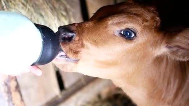 A mezőgazdasági termelő tejet a borjú cub üveg — Stock videók