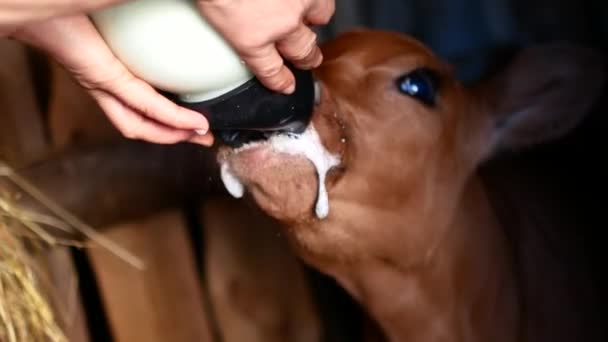 Un granjero bebe leche por cachorro de ternera en botella — Vídeos de Stock