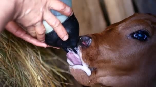 Bauer trinkt Milch für Kälberjunges per Flasche — Stockvideo