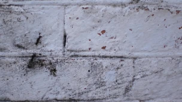 Przewijanie przez mur z cegły — Wideo stockowe