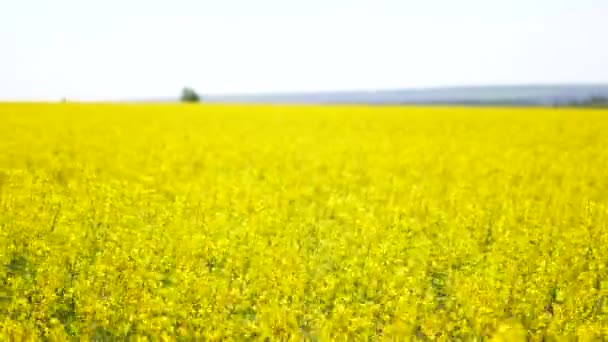 Rapsfeld, gelbe Blumen im Wind — Stockvideo