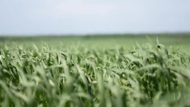 Campo de cereales en primavera en Ucrania — Vídeos de Stock