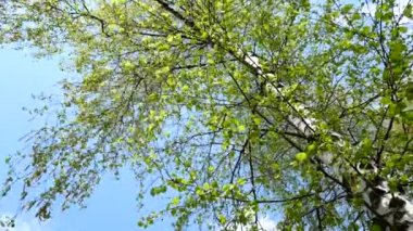 Doğa arka plan. esen rüzgar ağacı yeşil yaprakları