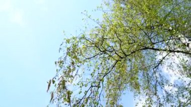 Doğa arka plan. esen rüzgar ağacı yeşil yaprakları