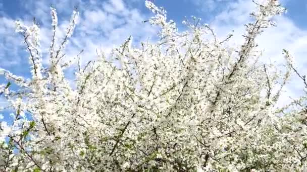 Ein blühender Zweig eines Baumes im Frühling bei leichtem Wind. schöne weiße Blumen. Zweig des Baumes in voller Blüte im Frühling im Sonnenschein Garten — Stockvideo