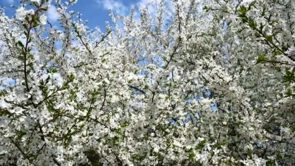 Ein blühender Zweig eines Baumes im Frühling bei leichtem Wind. schöne weiße Blumen. Zweig des Baumes in voller Blüte im Frühling im Sonnenschein Garten — Stockvideo