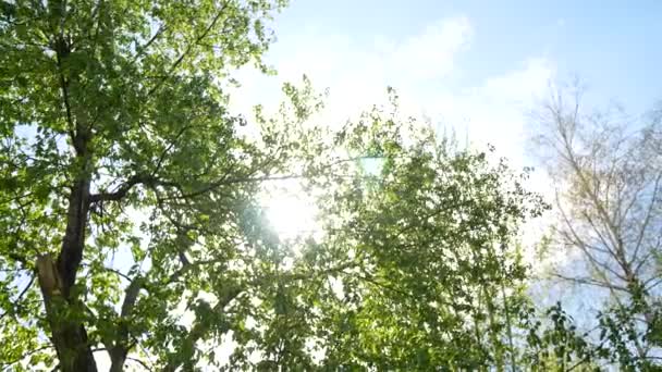 Природа. Прекрасное солнце светит сквозь ветряные зеленые листья — стоковое видео