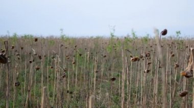 Kurutulmuş kaynaklanıyor ve ayçiçeği yaprakları