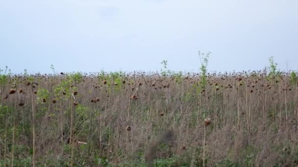 Batang kering dan daun bunga matahari — Stok Video
