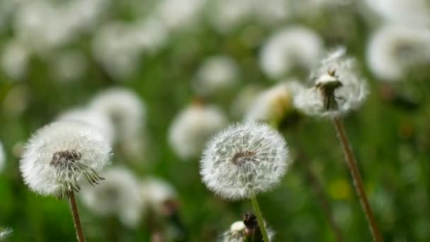 Meadow full of dandelions. Loop. — Stock Video