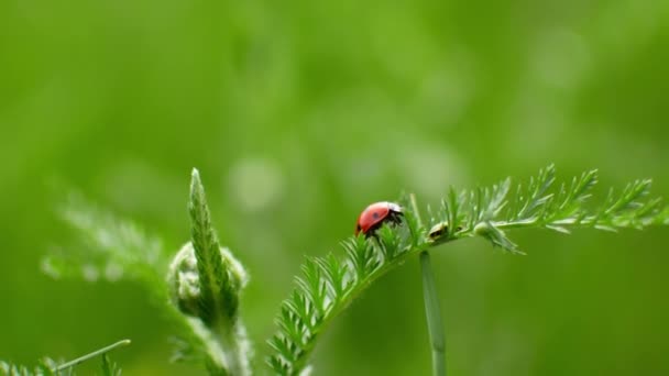 Een lieveheersbeestje kruipt langs een sprietje gras naar een weide — Stockvideo