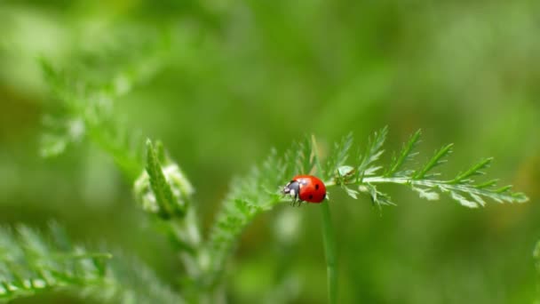 Una mariquita se arrastra a lo largo de una brizna de hierba a un prado — Vídeos de Stock