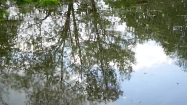 Riflessione degli alberi nell'acqua sporca del fiume — Video Stock