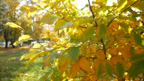 Feuilles jaunes d'automne sur les arbres au soleil. Journées d'automne chaudes 