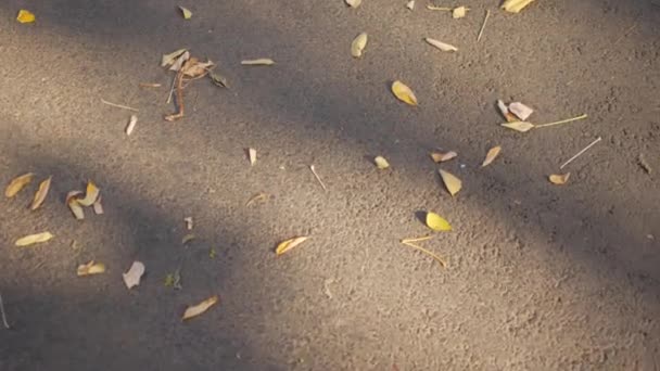 Feuilles jaunes d'automne sur le trottoir. Un regard triste sous ses pieds — Video