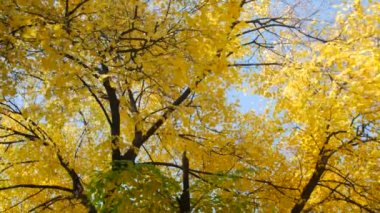 Sarı sonbahar yaprakları günışığında ağaçların üzerinde. Sıcak sonbahar günleri