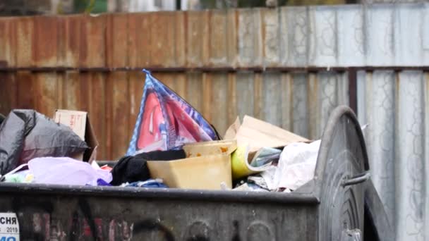Un pigeon est assis sur un bac à ordures. Oiseau à la recherche de nourriture dans une décharge — Video