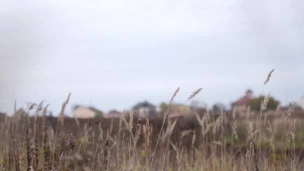 Motocross-Wettbewerbe, Motorräder fahren auf einer Schotterpiste. im Vordergrund Gras und Erde, die Teilnehmer des Wettbewerbs im Fokus — Stockvideo