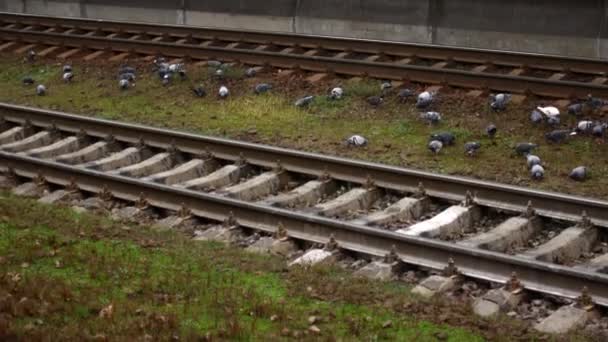 Tren raylarındaki güvercinler. Tren istasyonunda yiyecek arayan kuşlar. — Stok video