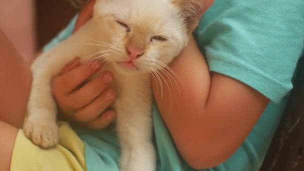 Bílá kočka v náručí dívky. Dítě hladí kočku — Stock video