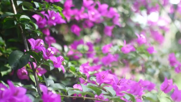 Prachtige paarse bloemen aan een boom. Bloeiende zomerboom — Stockvideo