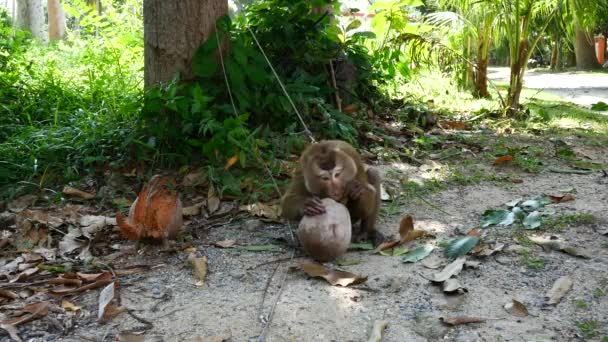 Maimuţa mănâncă nucă de cocos. Maimuța care colectează nuci de cocos a primit un premiu pentru muncă — Videoclip de stoc