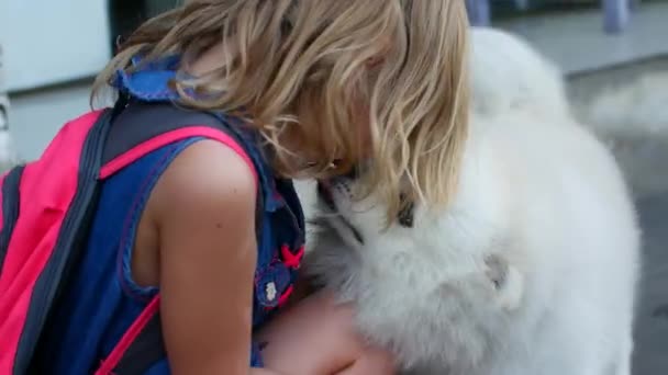 Un pequeño perro spitz blanco se encuentra alegremente y lame a su pequeña amante — Vídeo de stock