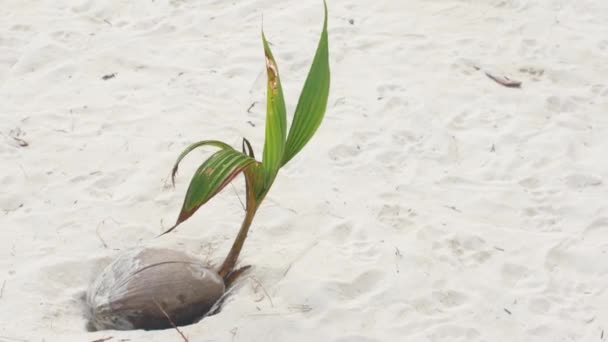 Tropikal manzara, sahil ve kum — Stok video