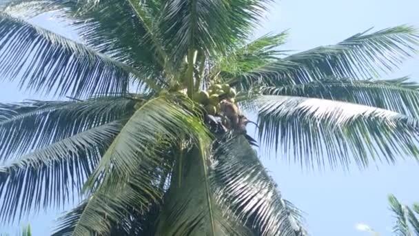 Пальма на голубом фоне неба — стоковое видео