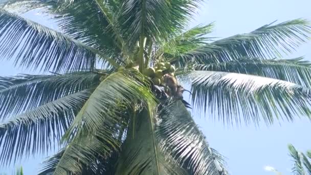 Palmera sobre fondo azul del cielo — Vídeo de stock