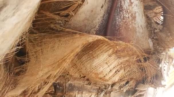 Corteza de coco en una palmera — Vídeos de Stock