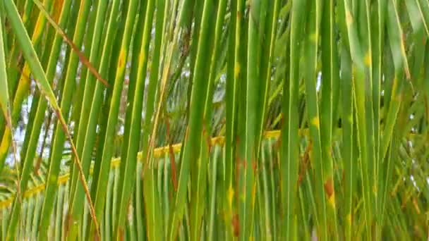 Palm leaves moving in the wind — Stock Video